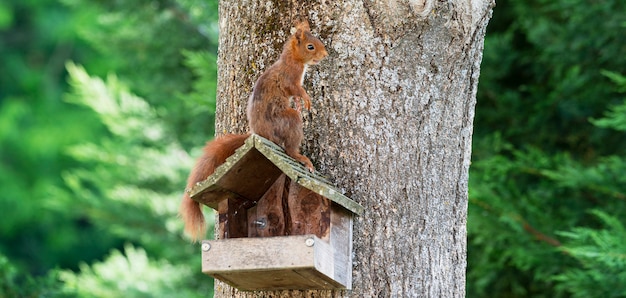 Scoiattolo su un albero