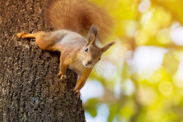 Scoiattolo su un albero