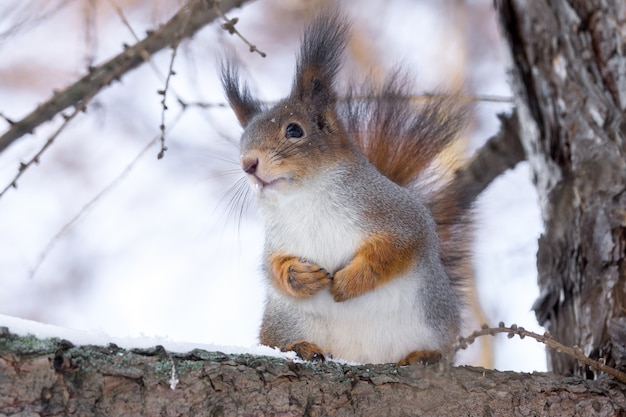 Scoiattolo su un albero