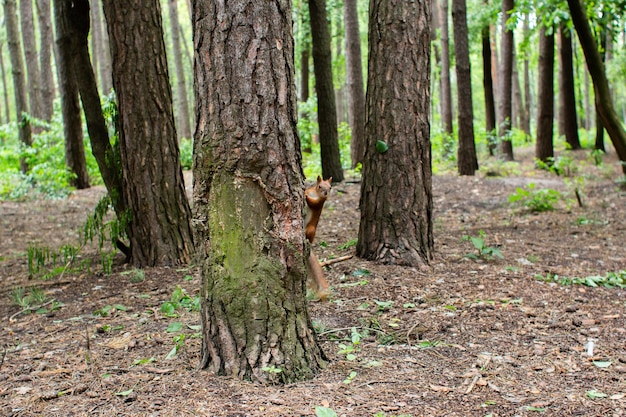 Scoiattolo su un pino nella foresta