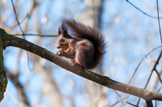 Scoiattolo su un ramo di un albero che mangia una noce. Primavera