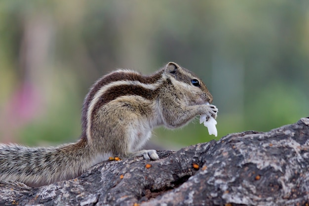 Scoiattolo sul tronco d'albero che mangia il suo cibo