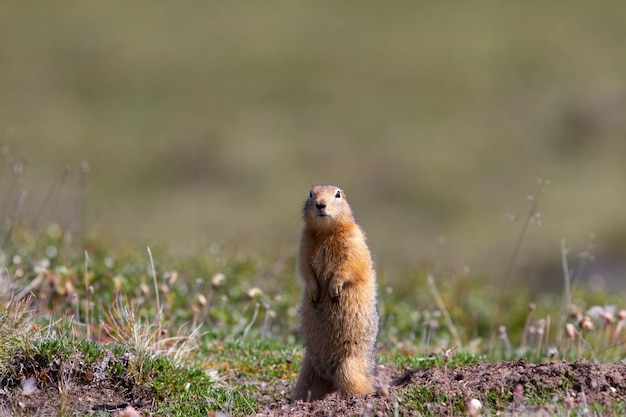 Scoiattolo terrestre canadese o scoiattolo terrestre Richardson in piedi e guardando dritto davanti a sé