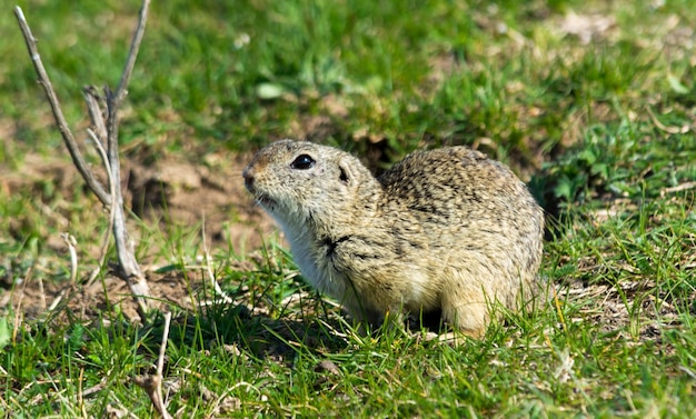 scoiattolo terrestre europeo selvaggio noto anche come souslik europeo nel loro habitat all'inizio della primavera