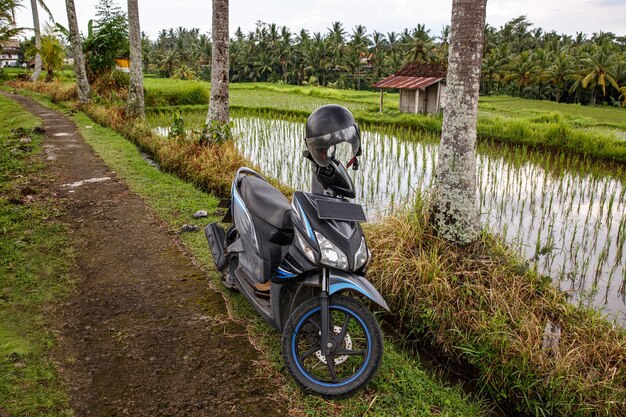 Scooter su un sentiero nella giungla balinese.