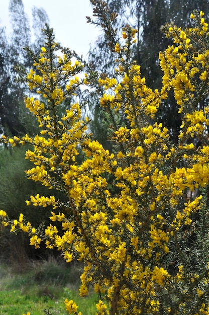 Scopa scorpione in primavera in Portogallo