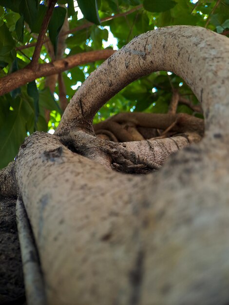 Scopri l'affascinante mondo delle radici uniche degli alberi di banyan, capolavori artistici della natura che mettono in mostra la bellezza della resilienza e dell'adattabilità