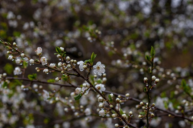 Scopri la bellezza della primavera quando gli alberi da frutto fioriscono e la pioggia porta nuova vita alla natura
