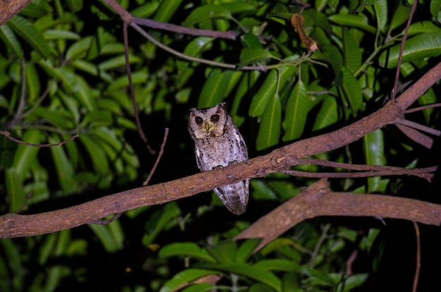 Scops colletto (Otk bakkamoena) sull&#39;albero alla notte