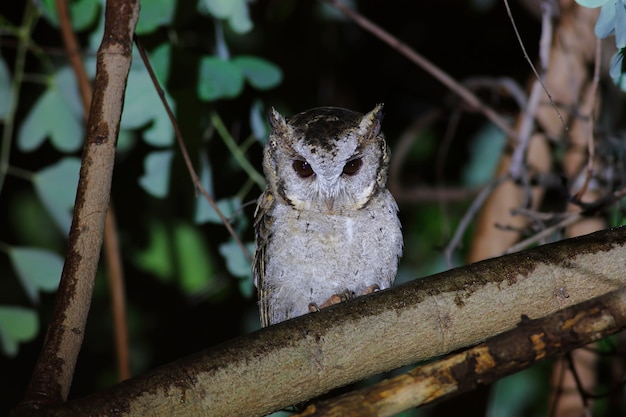 Scops dal collare Otus sagittatus Beautiful Birds of Thailand