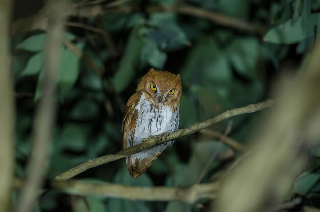 Scops orientale (Otus Sunia) in piedi su un ramo