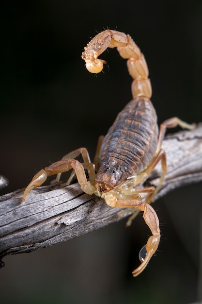 Scorpione di Buthus (scorpio occitanus)