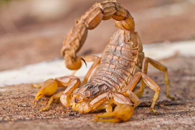 Scorpione di Buthus