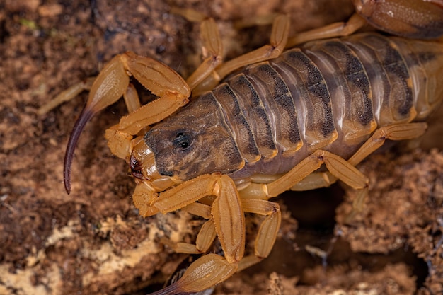 Scorpione giallo brasiliano femmina adulta