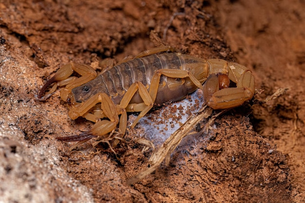 Scorpione giallo brasiliano femmina adulta