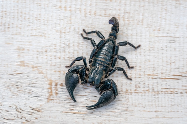 Scorpione nero asiatico su fondo di legno bianco in Ubud, isola di Bali, Indonesia. Avvicinamento