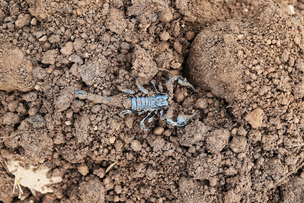 Scorpione nero su terra sporca