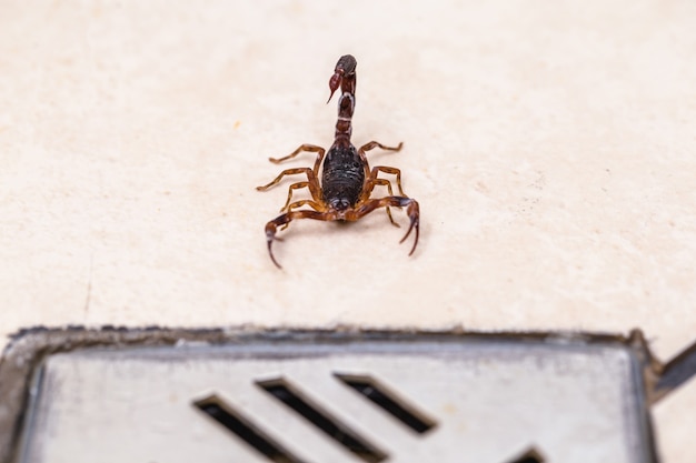 Scorpione rosso all'interno della casa vicino allo scarico della toilette. Rischio di morso di scorpione, parassiti al chiuso