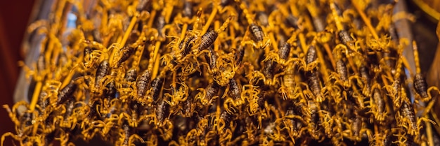 Scorpioni fritti nel mercato notturno di wangfujing di pechino cina banner formato lungo