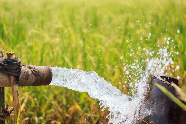 Scorrimento dell&#39;acqua dal grande tubo della pompa nel giacimento del riso nel centro della Tailandia, fuoco sul tubo