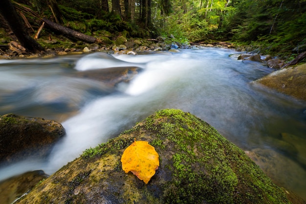 Scorrimento rapido attraverso il fiume selvaggio della foresta di montagna verde selvaggio con acqua cristallina e foglia giallo brillante su grandi massi bagnati. Splendido paesaggio faunistico.