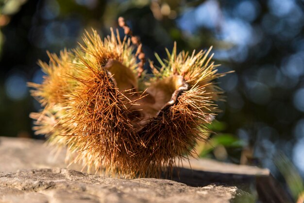 Scorza di ippocastano