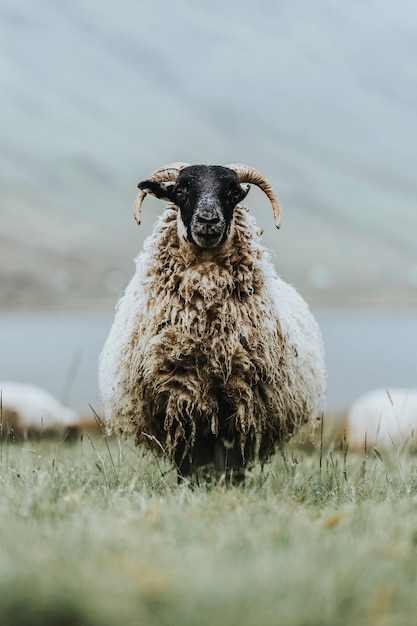 Scottish Blackface pecore a Talisker Bay sull'Isola di Skye in Scozia