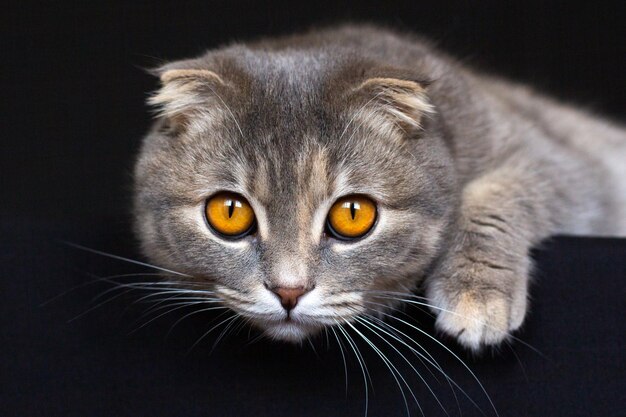 Scottish Fold catgatto carino divertente occhi arancioni su sfondo nero