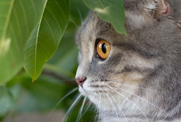 Scottish fold cerca qualcosa su sfondo verde.