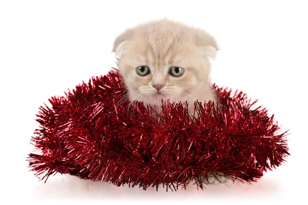 Scottish Fold gattino avvolto in tinsel rosso