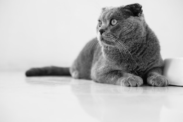 Scottish fold gatto grigio sfondo bianco