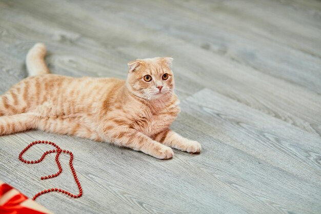 Scottish fold ginger yong cat con confezione regalo a casa gattino giocoso