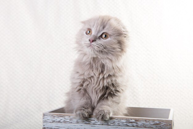 Scottish fold highland fold gattino è seduto nella scatola