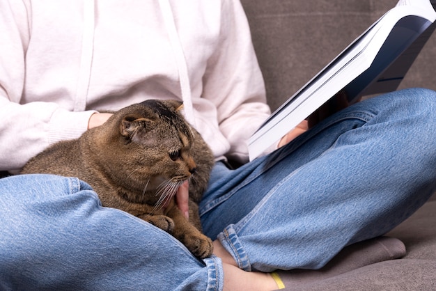 Scottish Fold Il gatto Scottish Fold si siede tra le sue braccia. L'animale si nasconde nelle mani del proprietario che sta leggendo il libro