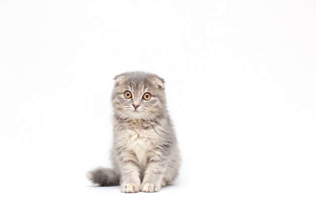 Scottish fold kitten, gatto scozzese argento