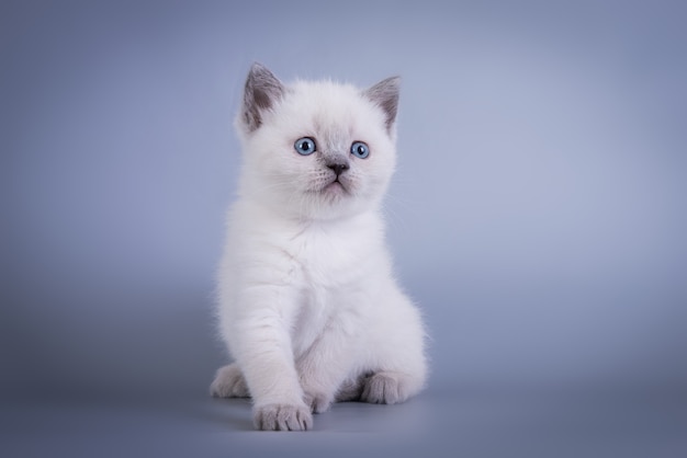 Scottish Fold piccolo simpatico gattino blu colorpoint bianco