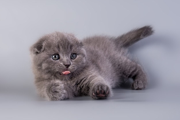 Scottish Fold piccolo simpatico gattino di colore blu