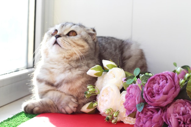 Scottish fold sdraiato vicino a pioni rosa Gattino con fiori Vacanze buon compleanno concetto