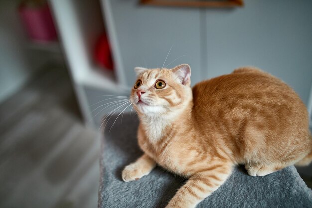 Scottish fold zenzero giovane gatto a casa giocoso gattino