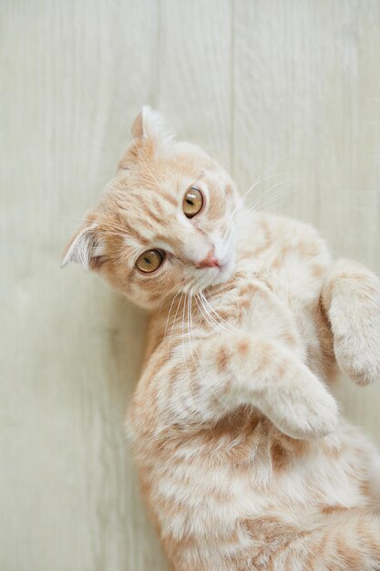 Scottish fold zenzero giovane gatto sdraiato sul pavimento a casa