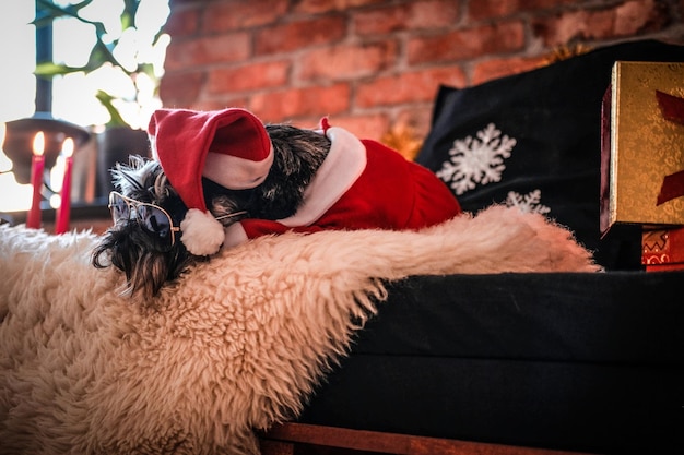 Scottish terrier che indossa il costume di Babbo Natale e occhiali da sole sdraiato su un divano in un appartamento decorato con interni soppalcati nel periodo natalizio.