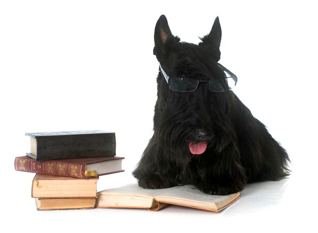 scottish terrier e libro