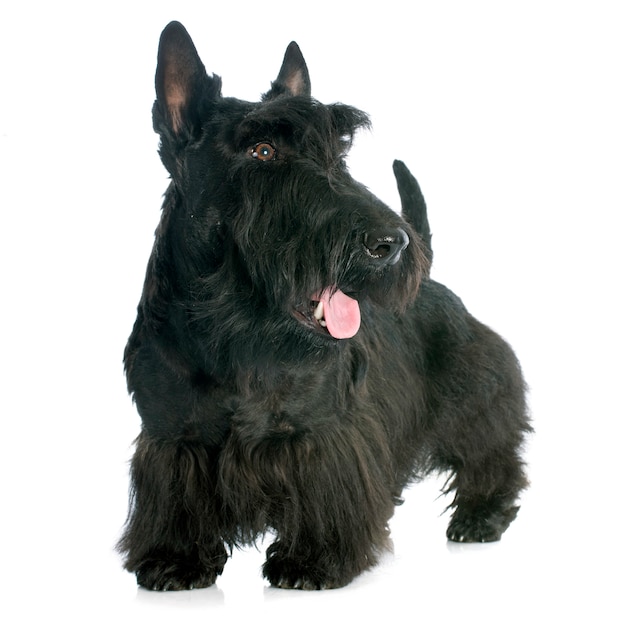 Scottish Terrier