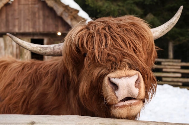 Scozia mucca close up Highland scozzese ritratto di mucca Muso dietro la staccionata di legno in contatto zoo