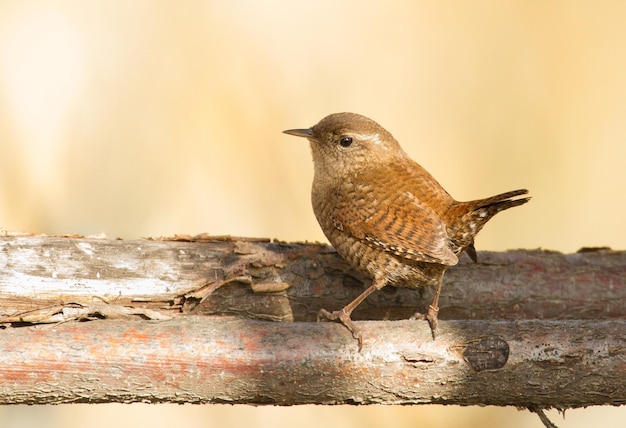 Scricciolo eurasiatico Troglodytes troglodytes Mattina di sole un uccellino si siede su un ramo spesso