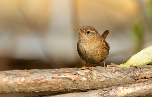 Scricciolo eurasiatico Troglodytes troglodytes Mattina di sole un uccellino si siede su un ramo spesso