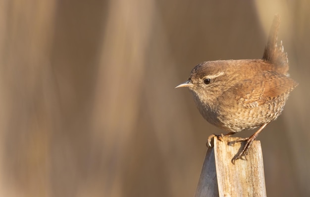 Scricciolo eurasiatico Troglodytes troglodytes Un uccello si siede su una foglia di giunco piegata