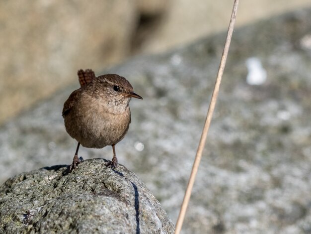 Scricciolo euroasiatico, trogloditi trogloditi. Uccello che si siede su una roccia in una giornata di sole.