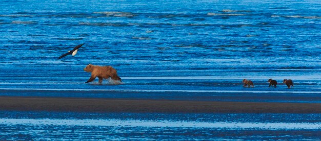 Scrofa e cuccioli di orso bruno Parco nazionale del lago Clark Alaska USA