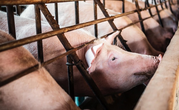 Scrofe affamate in attesa di cibo in gabbie di ferro nell'allevamento di suini